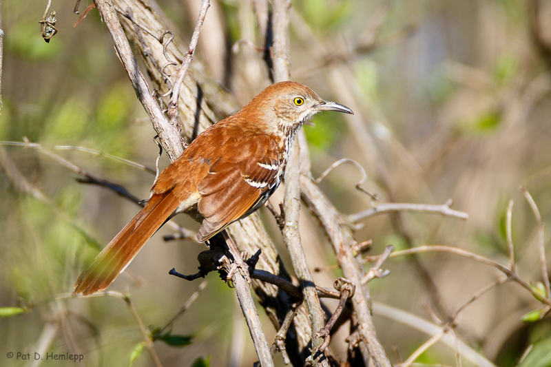 On a branch