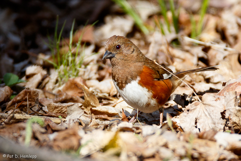 Rummaging for food