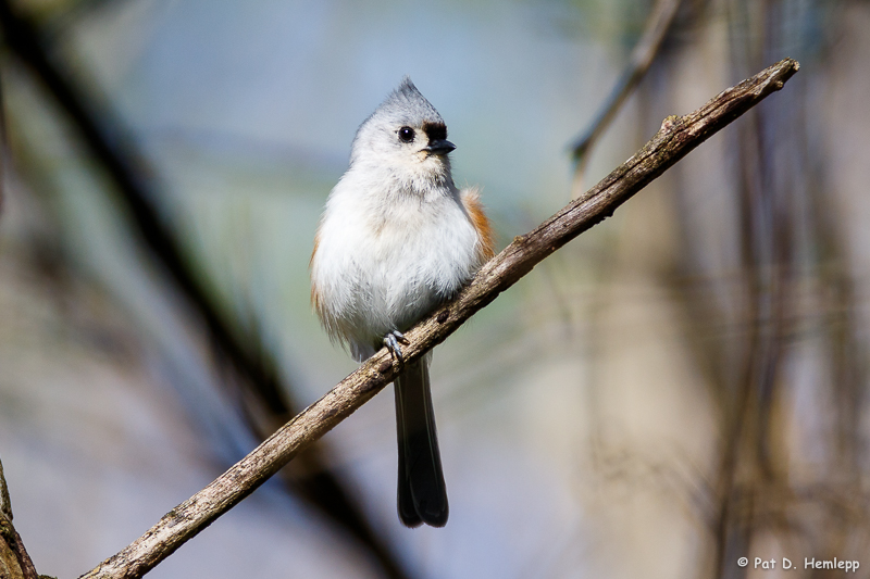 Angled perch