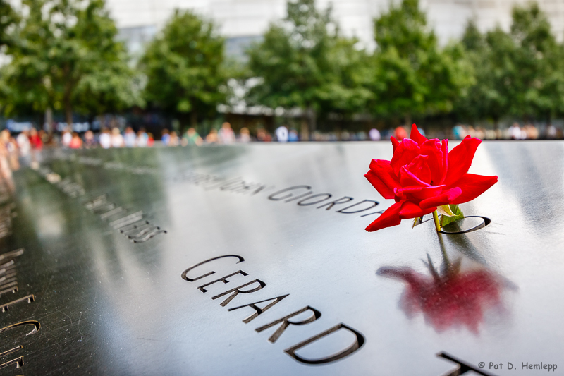 Memorial rose
