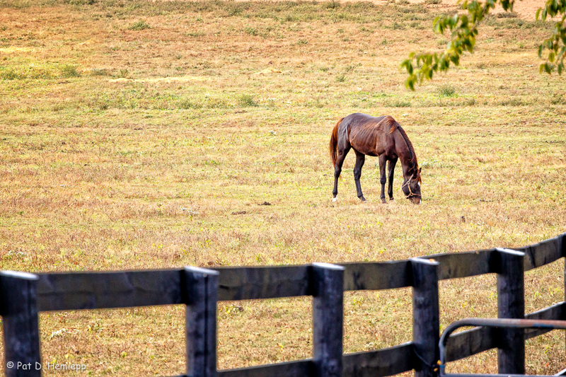 Grazing