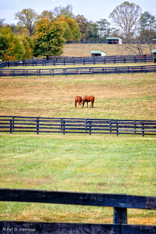In the pasture