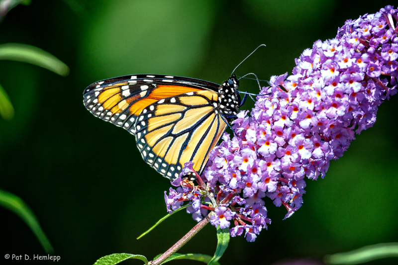 Butterfly feeding
