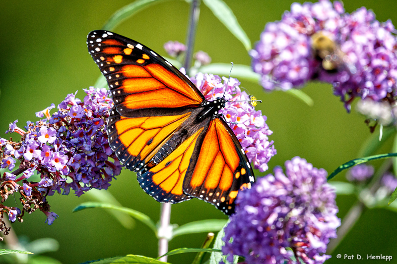 Orange wings