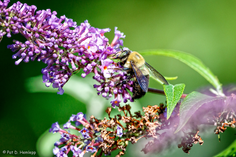 Bumblebee