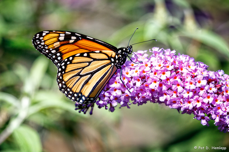 On a butterfly bush