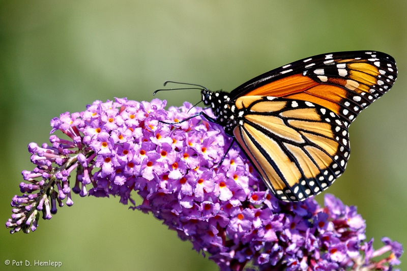 Flower meal