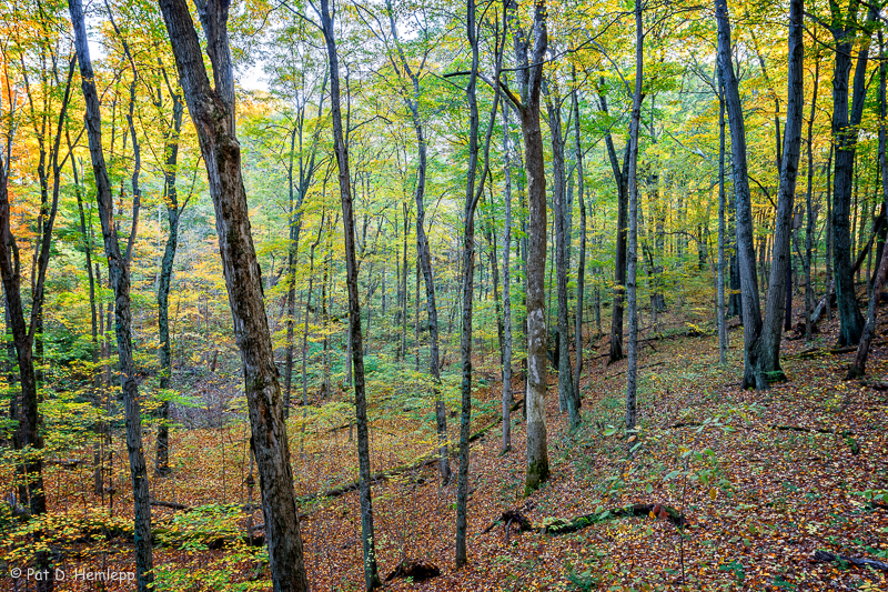 Along the hillside