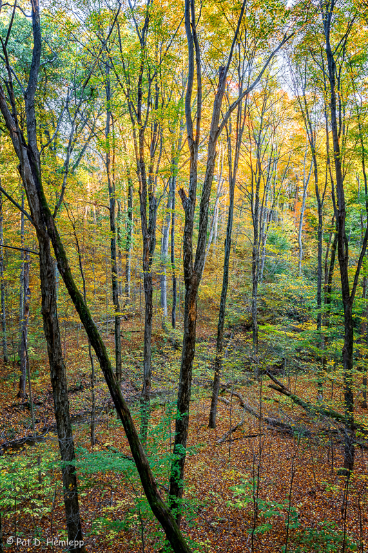 Yellowing leaves