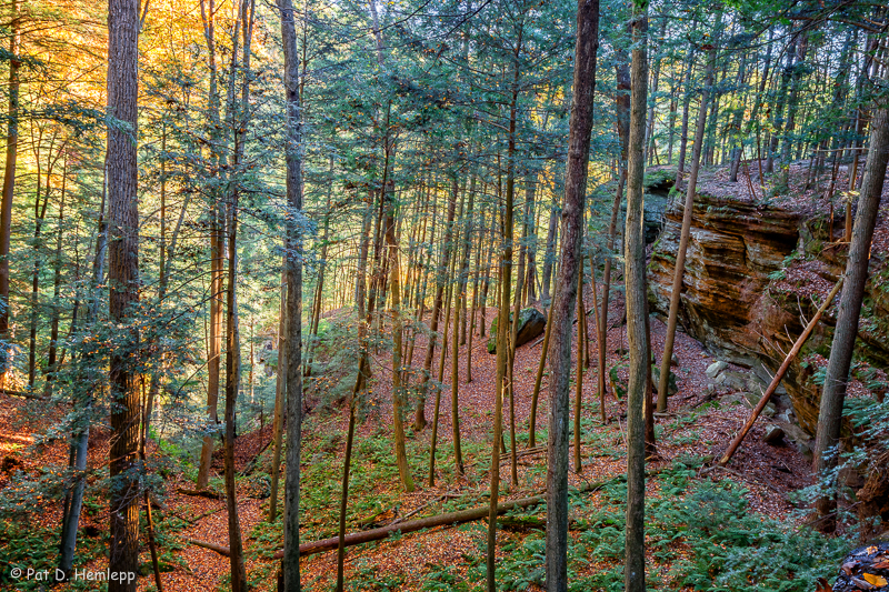 Trees and cliffs