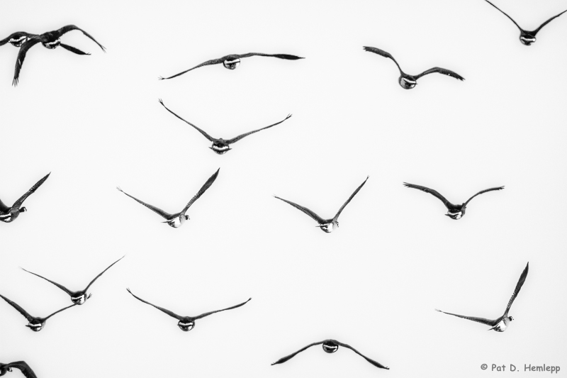 Flying away