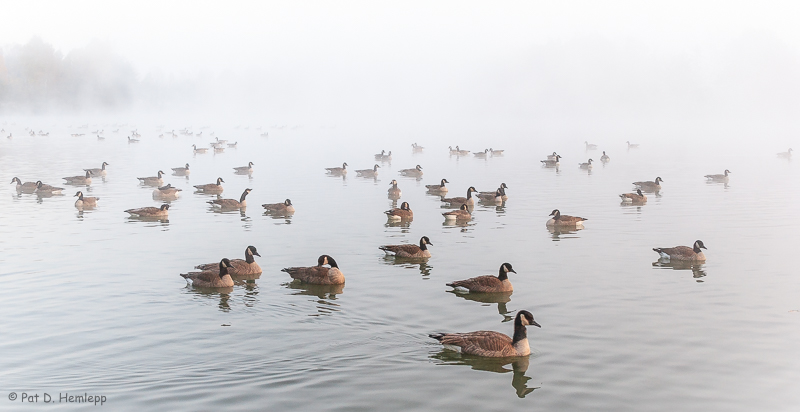 Geese and fog