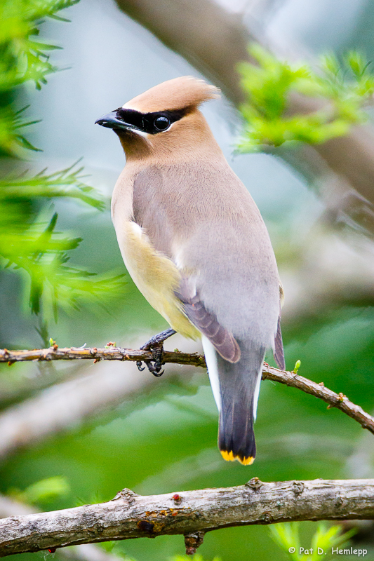 Waxwing at rest