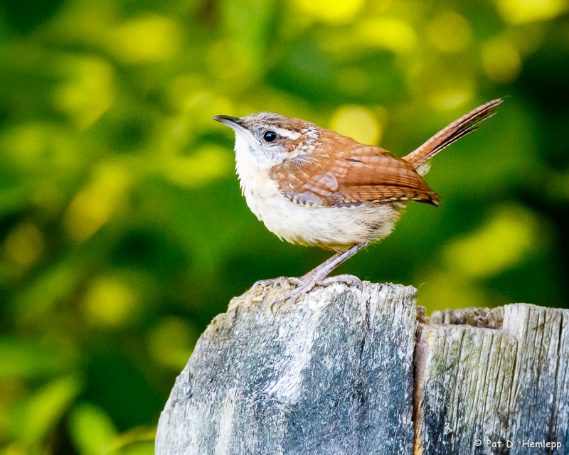 Wren on post