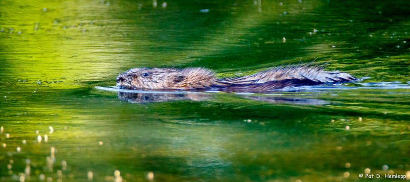 Swimming beaver