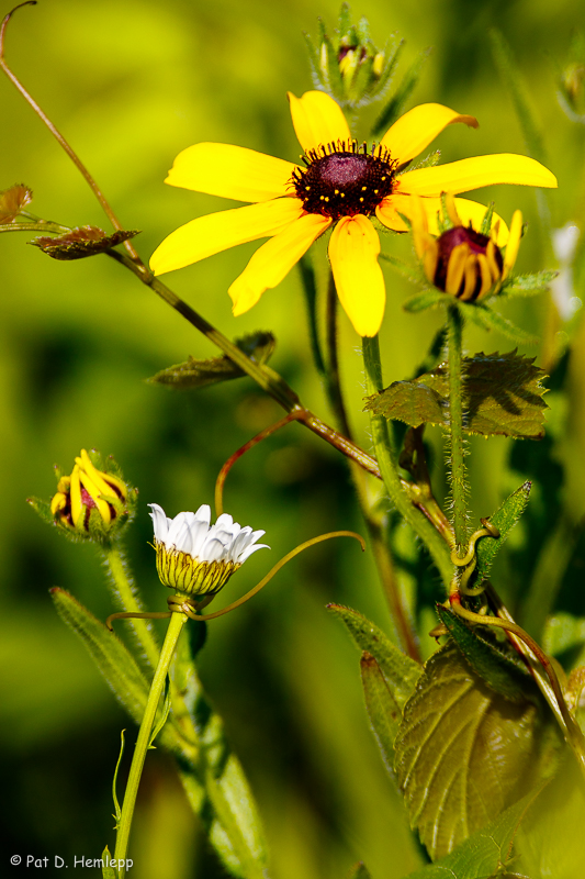 Wild flowers