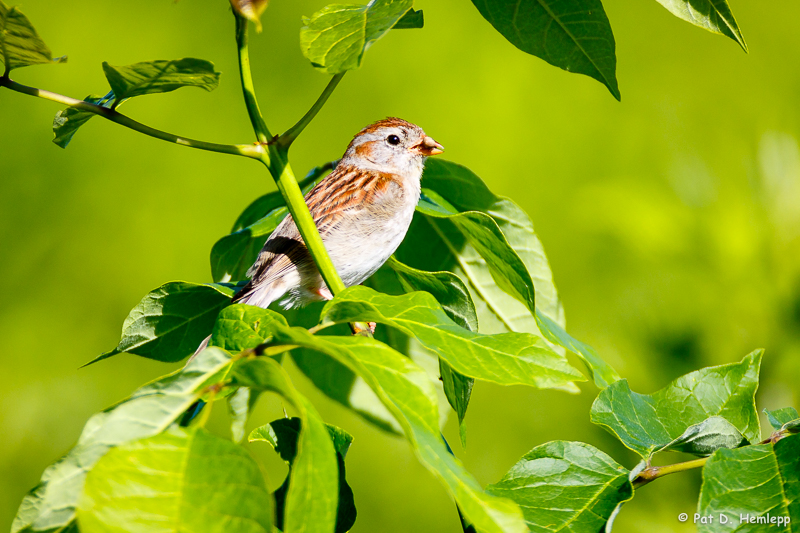 Sparrow and food