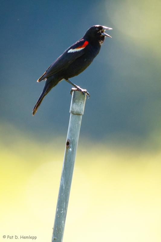 On a pole