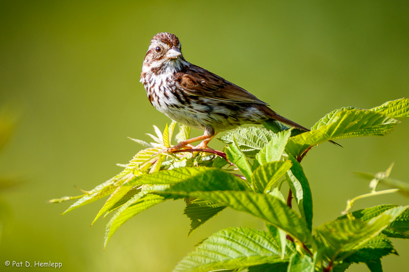 Sparrow on leaves