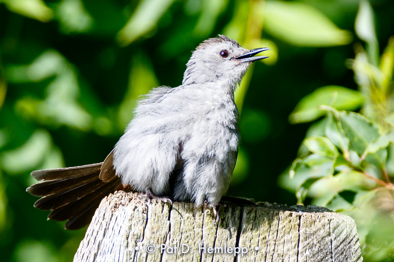 Ruffled