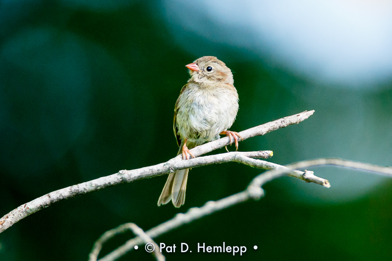 Immature sparrow