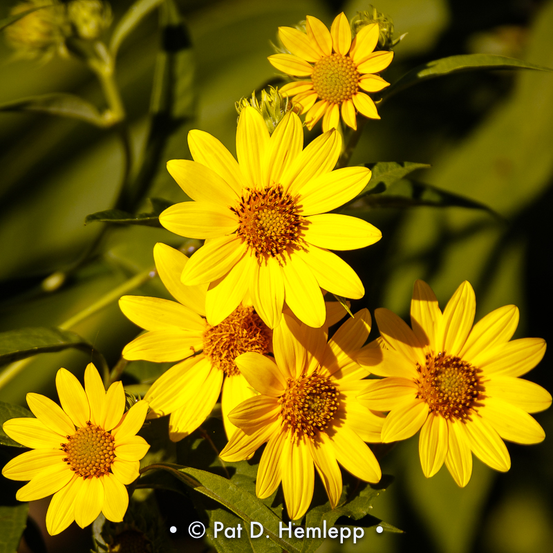 Cluster of flowers