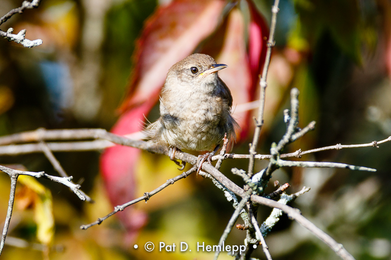 Wren watching