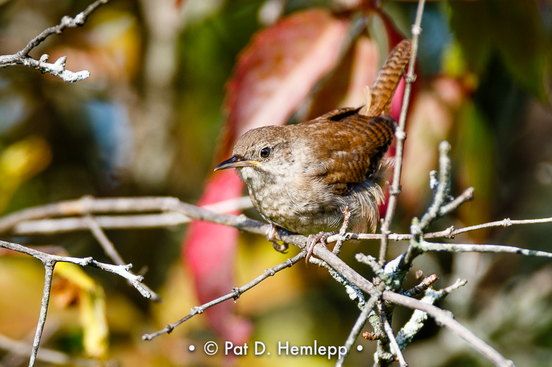 Alert wren