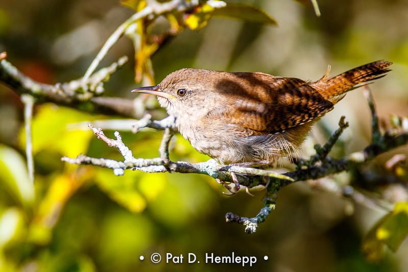 Wren profile