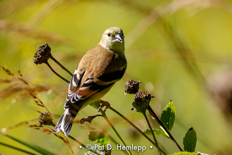 Goldfinch in field