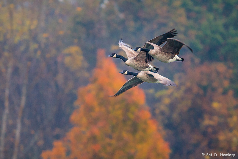 Fall, in formation