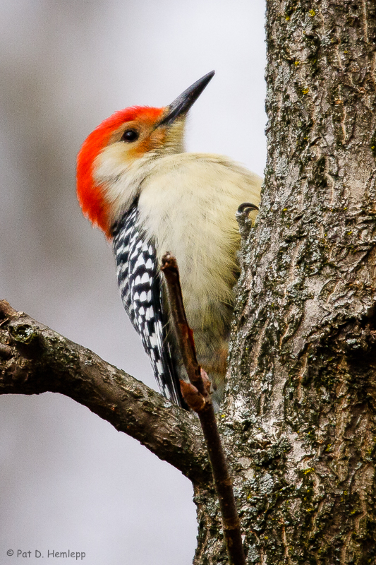 Resting Woodpecker