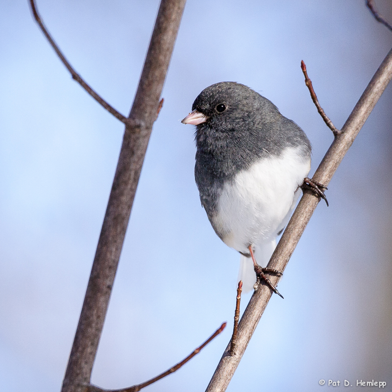 Dark-eyed Junco