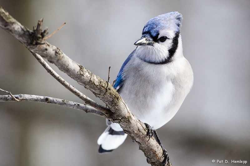 Blue Jay