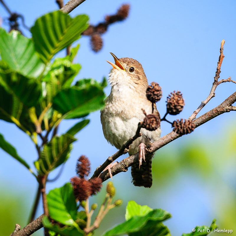 Singing in the sun