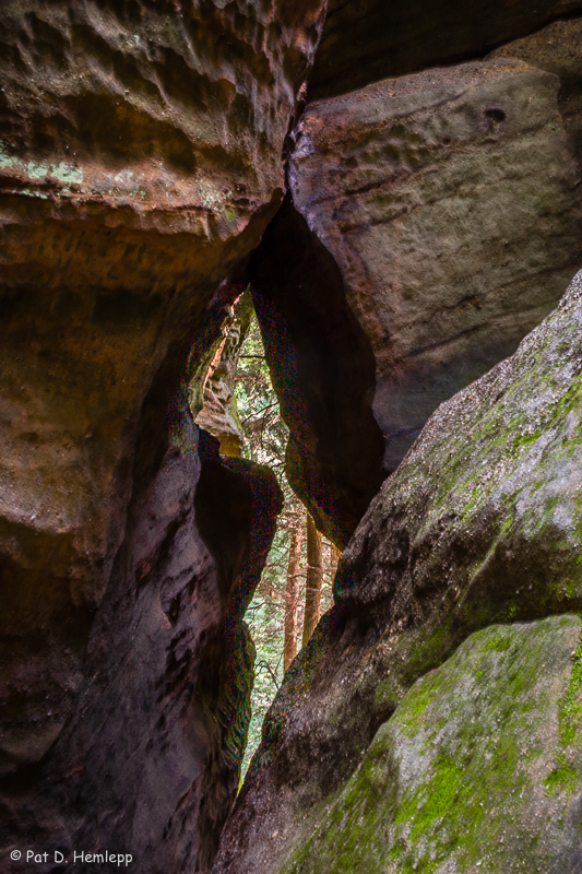 Forest through rocks