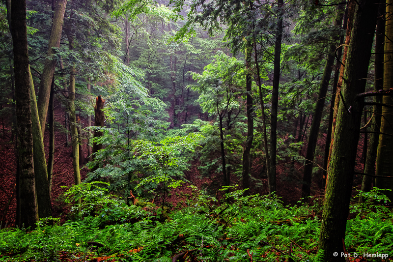 Light in the forest