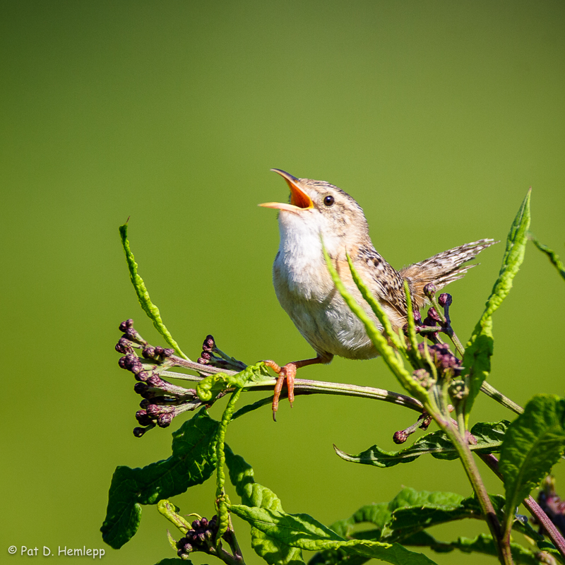 Wren song