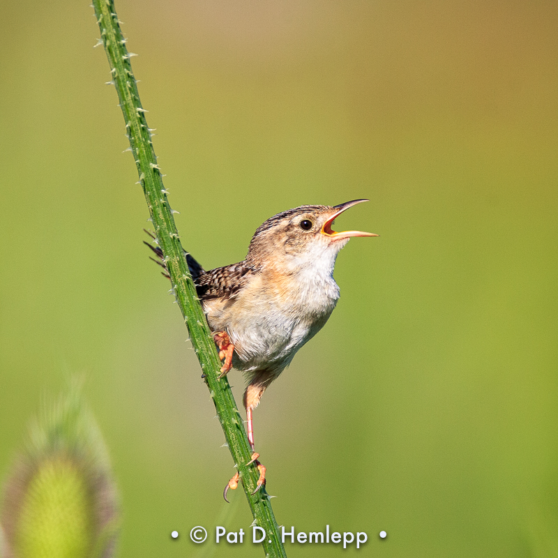 Sedge Wren