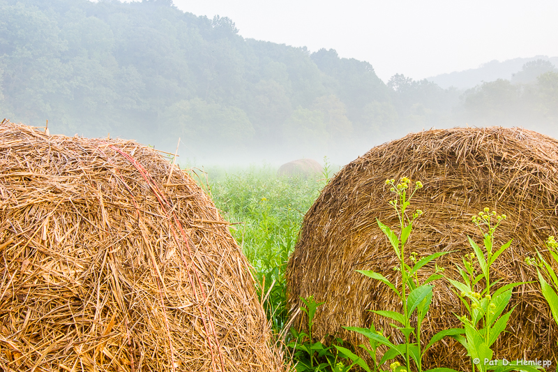 Foggy field