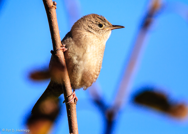 Wren, up close