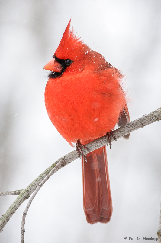 Winter perch