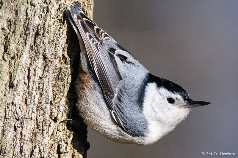 Posing Nuthatch