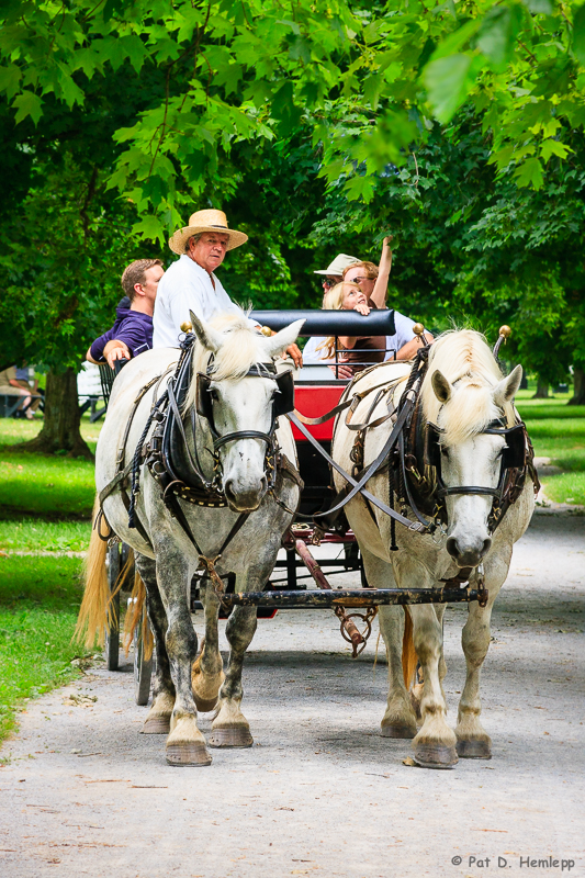 Buggy tour