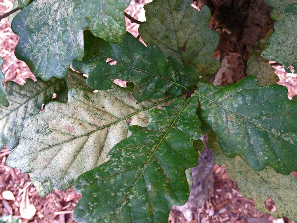 29 Heavy Lace bug feeding damage on English oak 1268