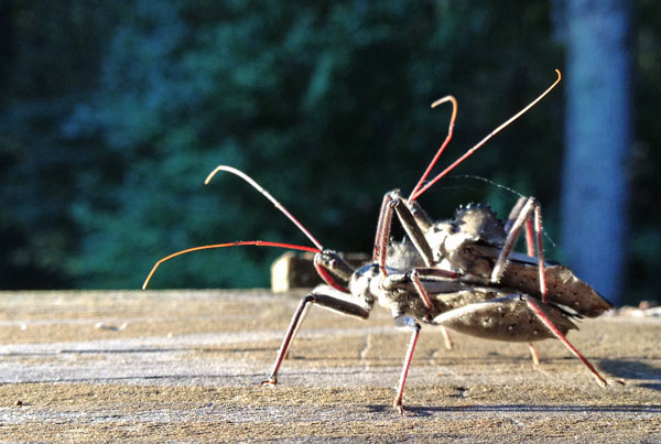 08 Wheel bug honeymoon 1420