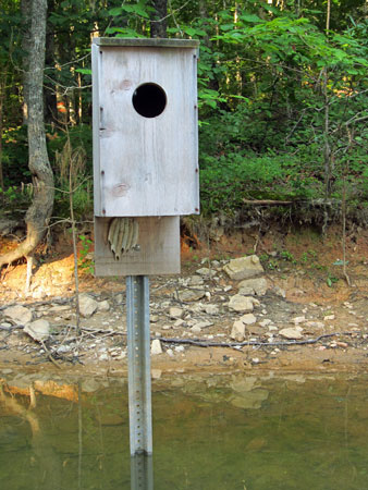 04 Wood duck nest box and mud daubers 1000