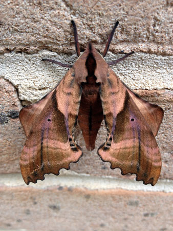 09 Blinded sphinx moth 3790