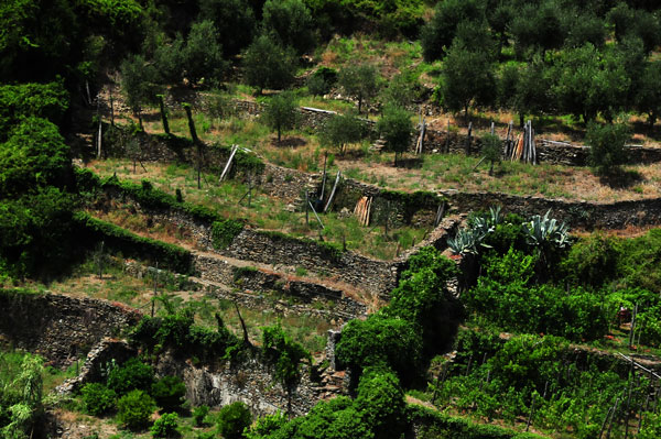 Corniglia 7764