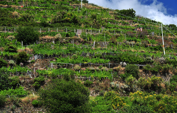 Manarola hillside grape vineyards 7863